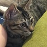 の写真