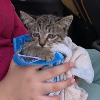 里親様が決まりました。