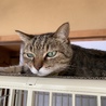老猫レンくん 返事をする