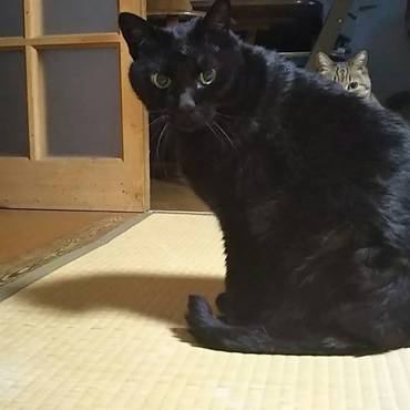 老猫ニイ。イチと兄弟  デブッチョ