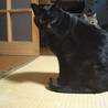 老猫ニイ。イチと兄弟  デブッチョ