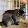 うちの長老猫メイちゃん 白血病あり バリカン途中