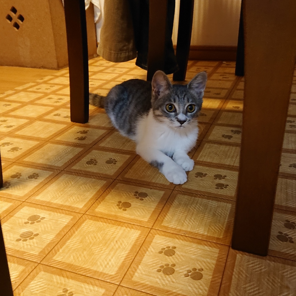 あずきのカバー写真