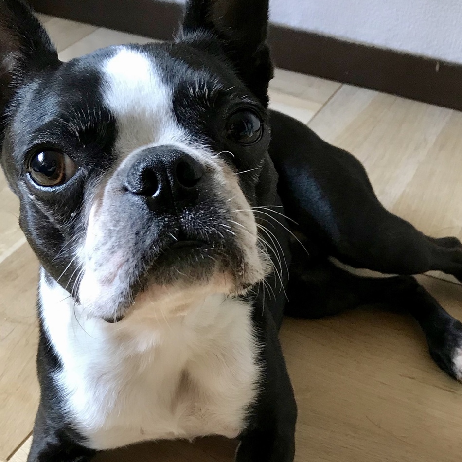 レレのカバー写真