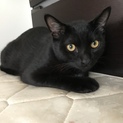 2019.3.17日生  黒猫ちゃん