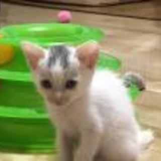 頭に模様のカイトくん