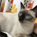 シャム猫風の猫ちゃん