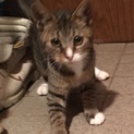 チビチビの里親募集しています