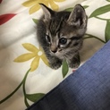 子猫ちゃんの里親募集中