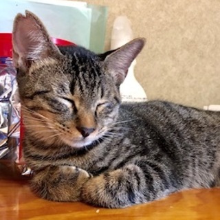 抱っこ大好きベタベタの甘えんぼ　ししゃも君