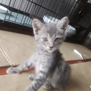 人懐っこくて仕草がかわいい子猫 9月29日に保護
