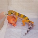 ヒョウモントカゲモドキの里親さん募集です