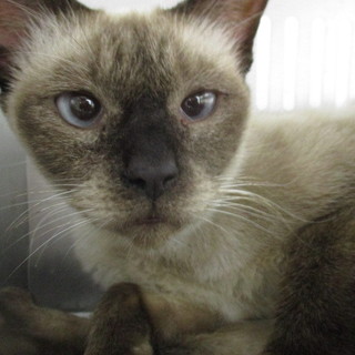 譲渡されました。