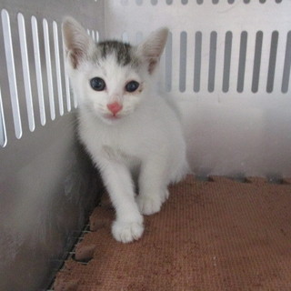 明日の朝に収容期限を迎えます。10/4朝迄