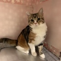 立ち耳スコティッシュフォールド