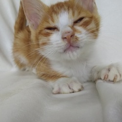 第21回　とだニャン保護猫里親会開催