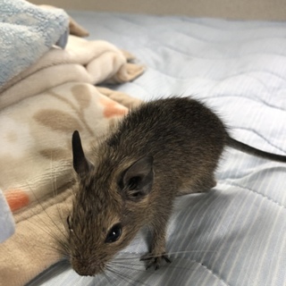 デグー 赤ちゃん 里親募集