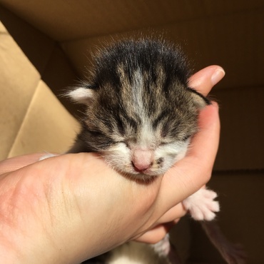 益田市遠田町  うのはな漁港 子猫