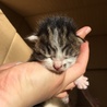 益田市遠田町  うのはな漁港 子猫