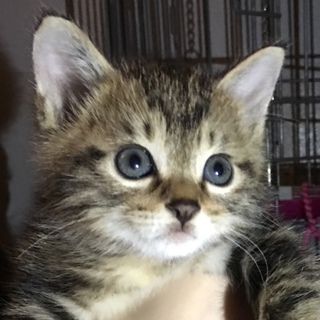 素敵な里親様が見つかりました！