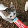 益田市遠田町 うのはな漁港 野良猫