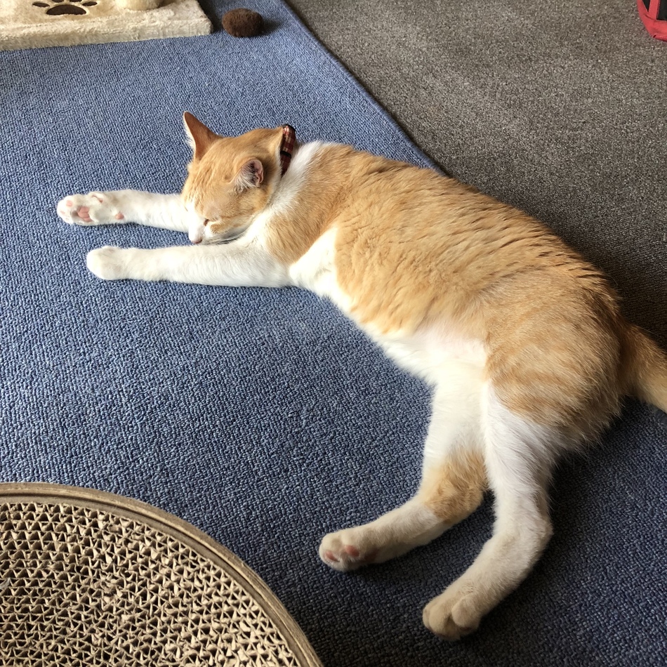 ニックのカバー写真