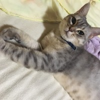エラ