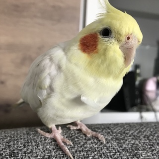 オカメインコ ルチノー オス 約2歳10ヶ月