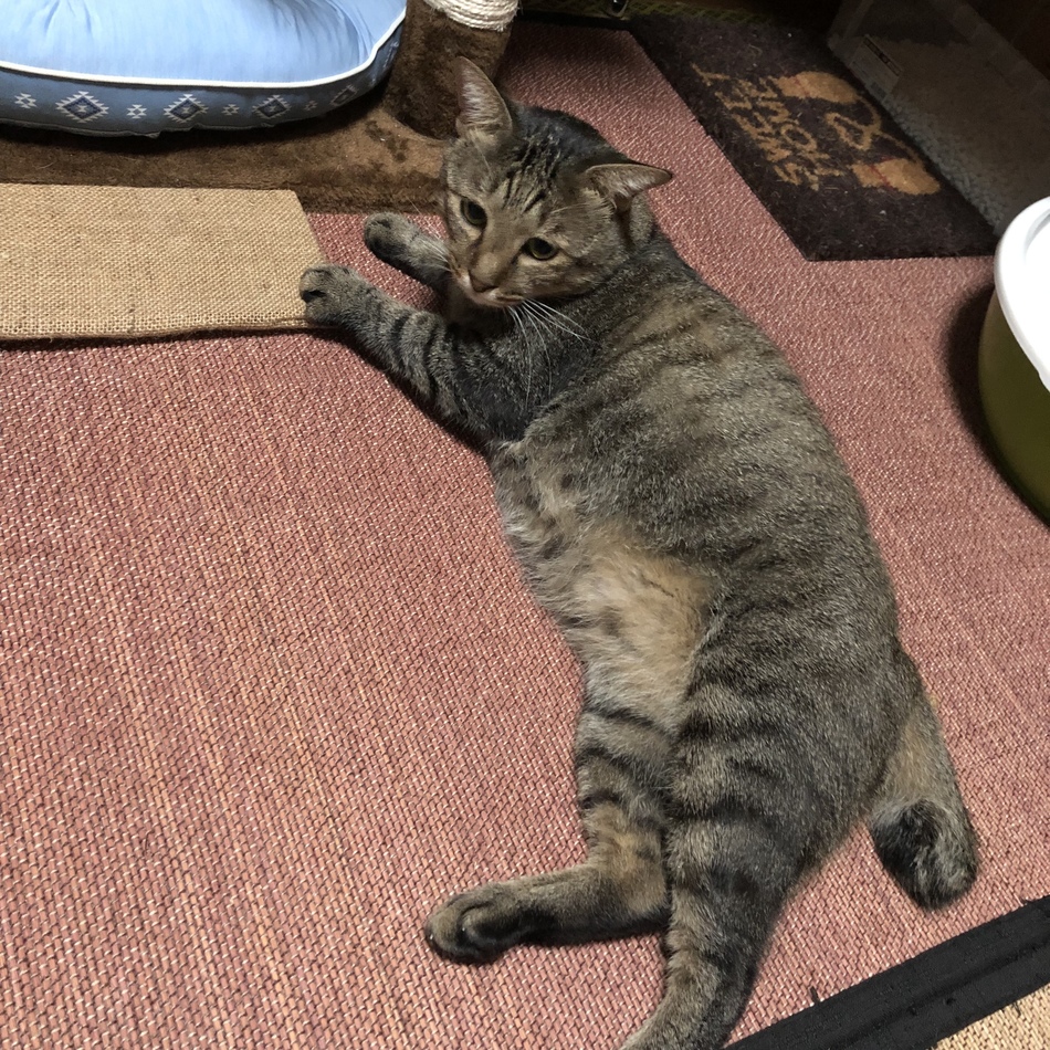 トトのカバー写真