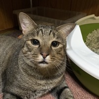 トト