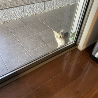 まだ保護出来ていません。