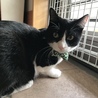 新しい首輪にゃり