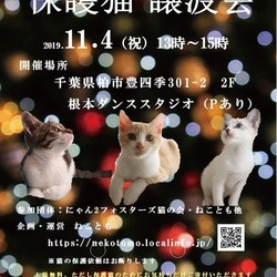 11/4（祝）猫カフェ風保護猫譲渡会　 サムネイル1