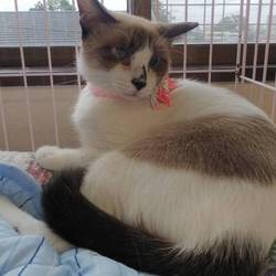 11/4（祝）猫カフェ風保護猫譲渡会　 サムネイル2