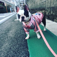 ミックス犬