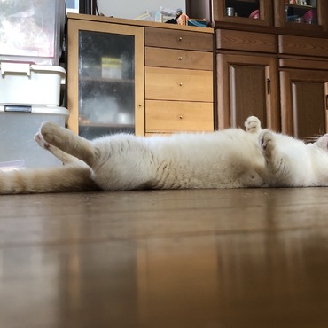 手足ぴーん