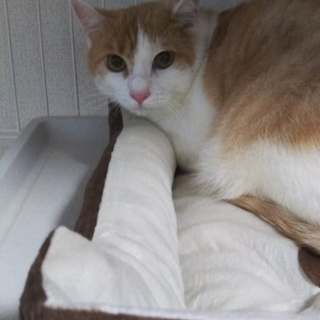 正式譲渡♥地域猫レスキュー♥ちゃっち