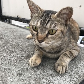 女の子生後1年未満 里親募集