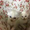 子猫の里親募集