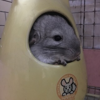 チンチラ パイド6ヶ月の女の子