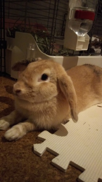 保護うさぎ ミニロップ 東京都 小動物の里親募集 ペットのおうち 月間利用者150万人