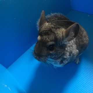 スタンダードグレー 1歳4ヶ月男の子