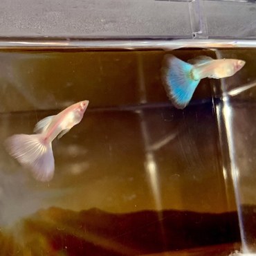 モスコーピンクとモスコーネオン (成長中です)