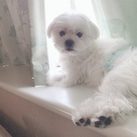 ポポ