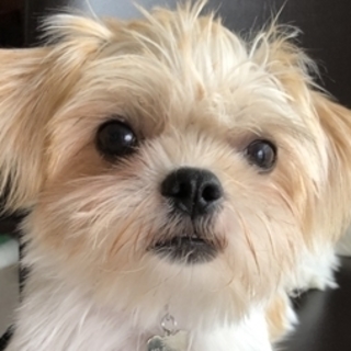 直接 カナダ スケジュール シーズー 犬 保護 犬 Noisapositiveword Org