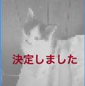 元気だけれどとてもおとなしい子猫♪