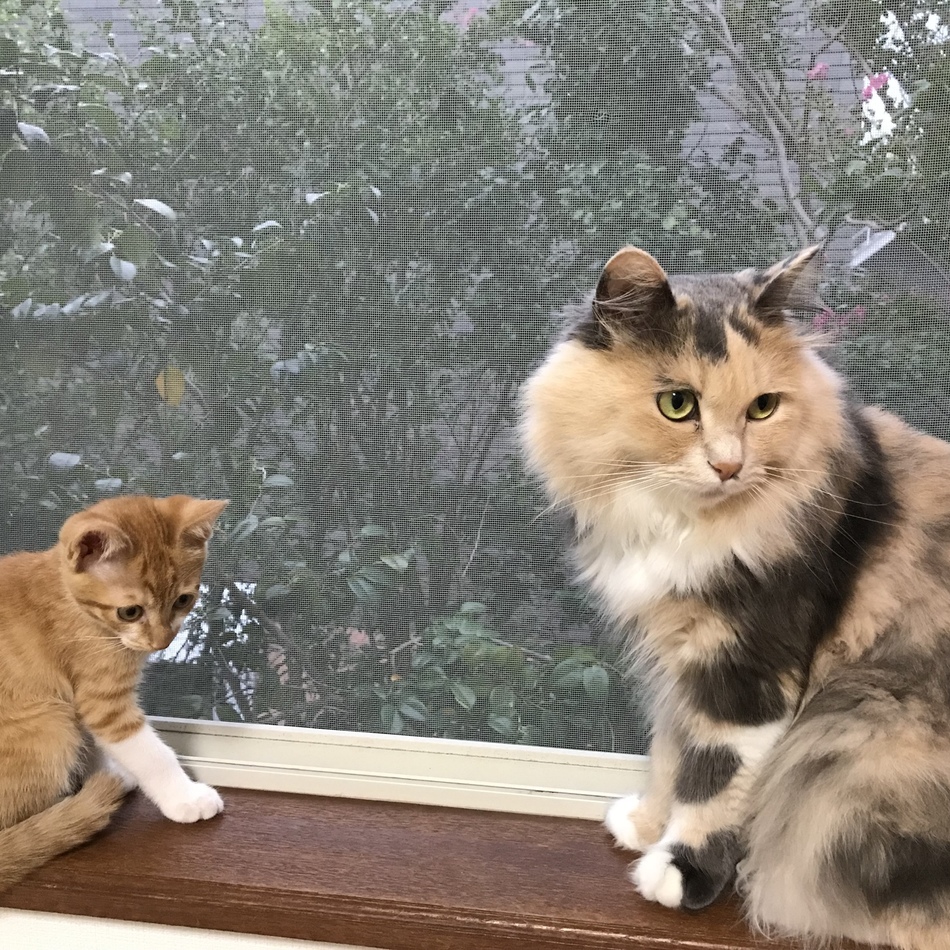茶々丸のカバー写真