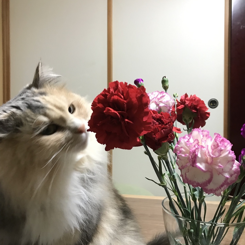 メルのカバー写真