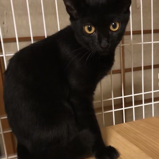 可愛い❤️黒猫３兄妹