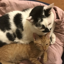 大変です。子猫、からシニア猫に真菌が感染しました！